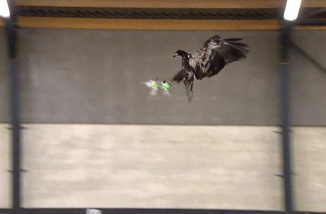 Politia olandeza va folosi vulturi special dresati pentru doborarea dronelor civile