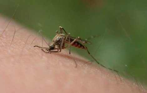 Un prim caz de infectare cu virusul Zika, depistat in Chile