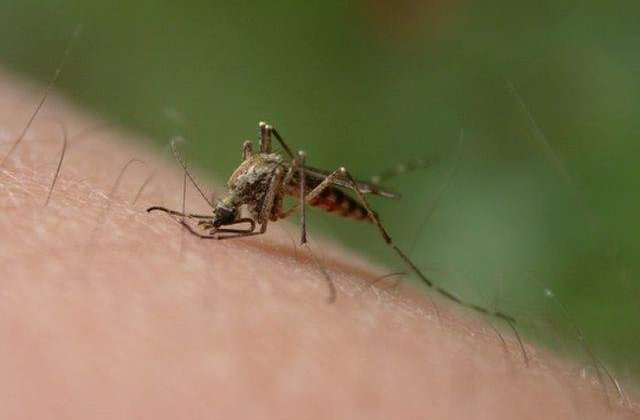 Un prim caz de infectare cu virusul Zika, depistat in Chile