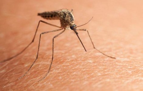  Top  Virusul Zika: 7 lucruri pe care trebuie sa le stii despre virusul care a panicat planeta