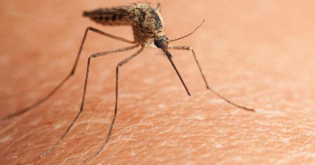  Top  7 lucruri pe care trebuie sa le stii despre virusul Zika