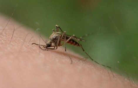 Virusul Zika face ravagii: Peste 25.500 de infectii in Columbia