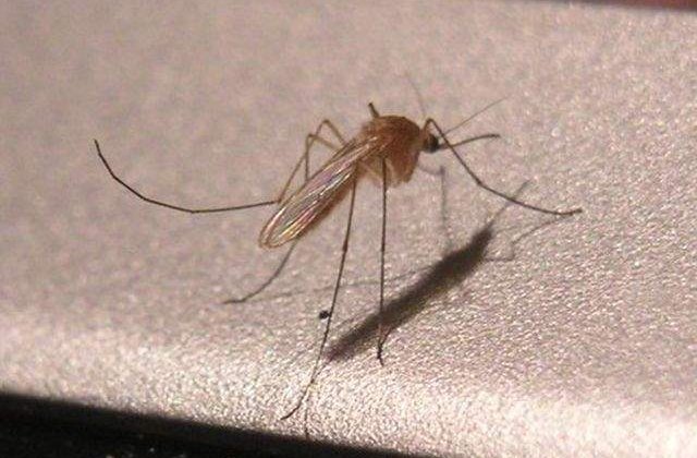 Franta: Transfuziile de sange, restrictionate pe fondul transmiterii virusului Zika