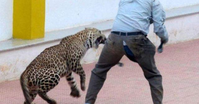  Video  Un leopard a ranit sase persoane intr-o scoala din India