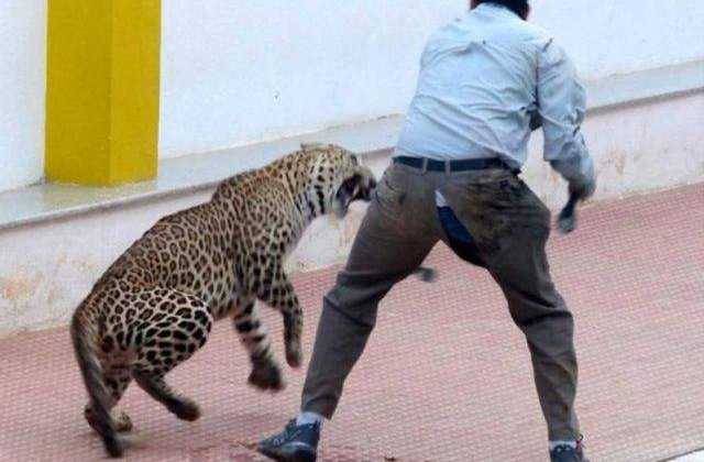 [Video] Un leopard a ranit sase persoane intr-o scoala din India