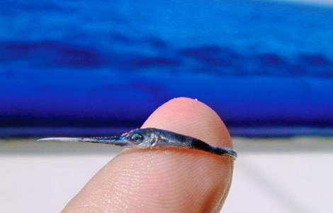 Cum arata un pui de peste-spada. Incape pe un deget