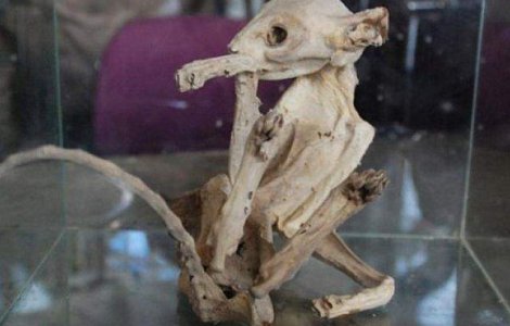 Un animal misterios mumificat, motiv de deruta in randul expertilor