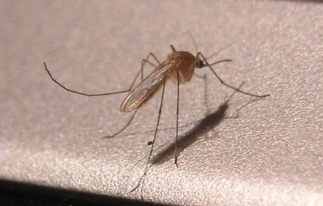 Primul caz de infectare cu virusul Zika, inregistrat in Rusia