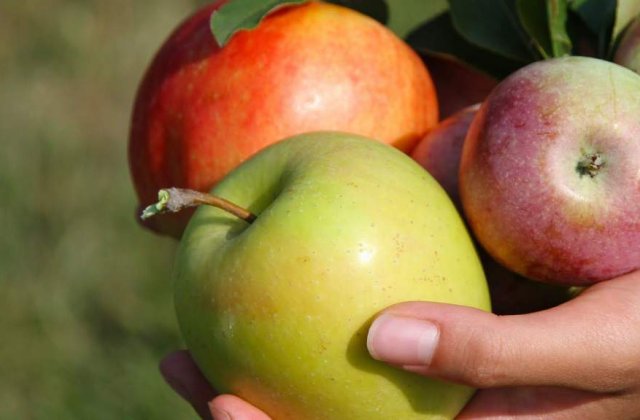 Pastreaza corect alimentele! Cele mai simple trucuri pentru a le mentine prospetimea