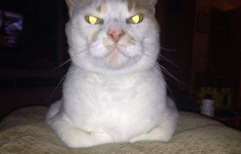  Top  10+1 imagini care ilustreaza comportamentul unei pisici agresive