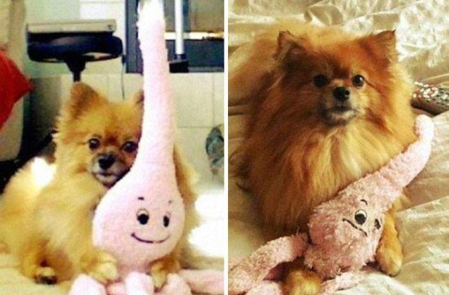 INAINTE si DUPA: Animalele de companie si jucariile lor preferate