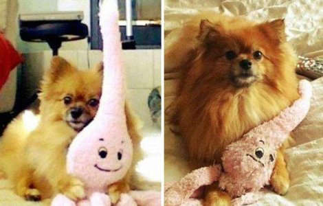  Top  INAINTE si DUPA: Animalele de companie si jucariile lor preferate