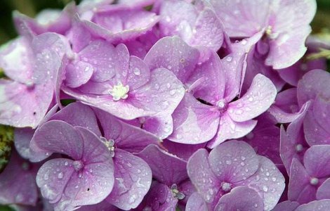  Top  Frumoase, dar PERICULOASE! Top 7 cele mai otravitoare flori