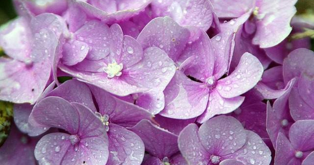  Top  Frumoase, dar PERICULOASE! Top 7 cele mai otravitoare flori