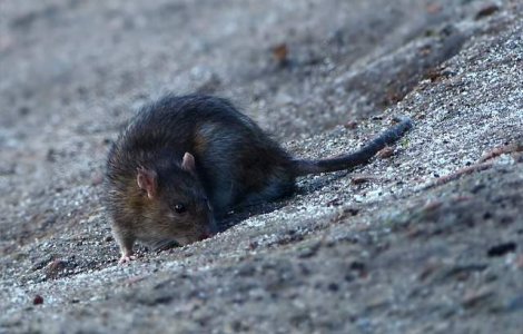 Capitala nu mai are contract de dezinsectie si deratizare