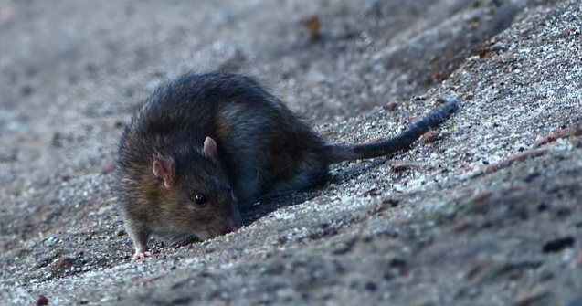 Capitala nu mai are contract de dezinsectie si deratizare