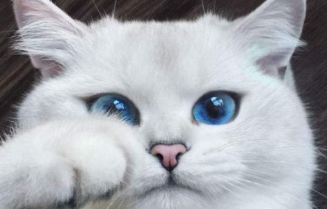 Aceasta pisica are cei mai frumosi ochi din lume