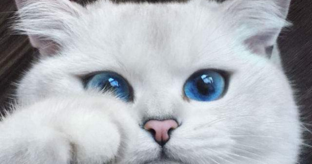  Foto  Aceasta pisica are cei mai frumosi ochi din lume. Sunt de un albastru perfect