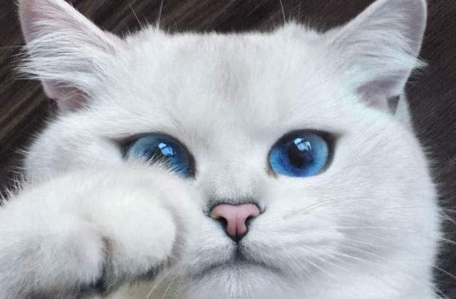 [FOTO] Aceasta pisica are cei mai frumosi ochi din lume. Sunt de un albastru perfect