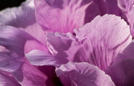  Top  Tu pe care o preferi? Cele mai frumoase flori de primavara