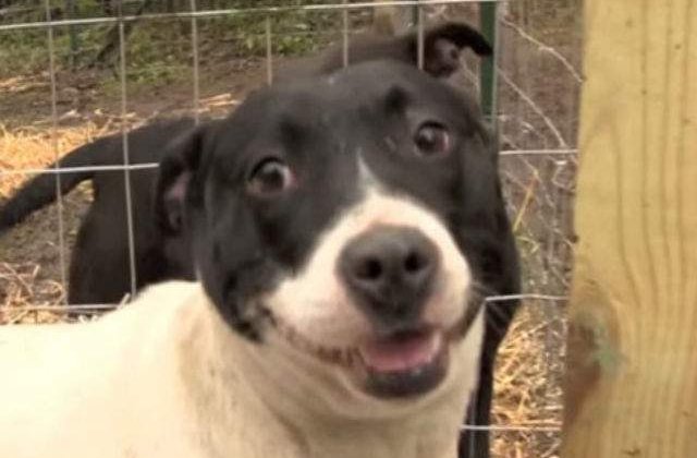 [VIDEO] Momentul emotionant in care mai multi caini sunt eliberati din captivitate