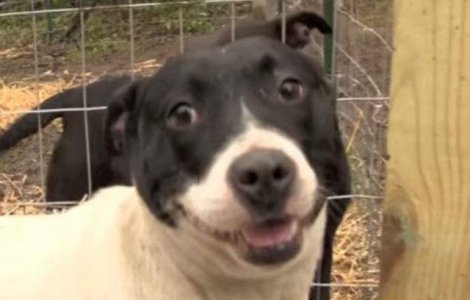  Video  Momentul emotionant in care mai multi caini sunt eliberati din captivitate