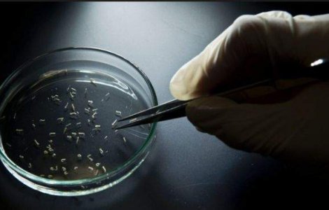 Primul caz de transmitere pe cale sexuala a virusului Zika