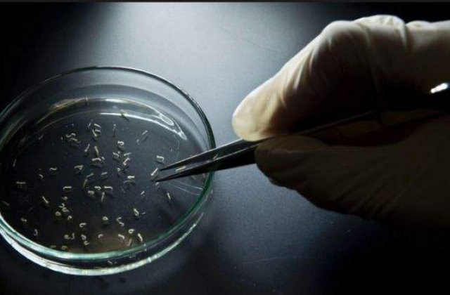 Primul caz de transmitere pe cale sexuala a virusului Zika