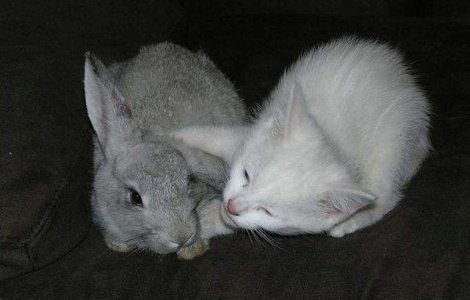  Top  Cum sa nu le adori? Cele mai simpatice animale, in ipostaze haioase