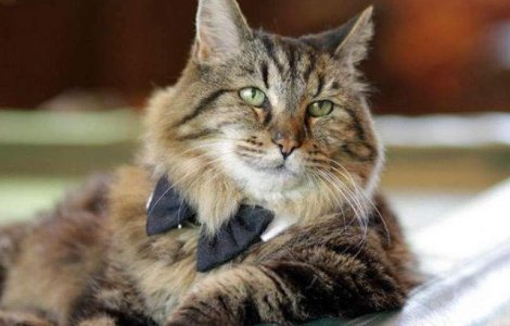 Aceasta este cea mai batrana pisica din lume. Are 26 de ani