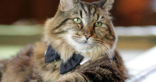 Aceasta este cea mai batrana pisica din lume. Are 26 de ani