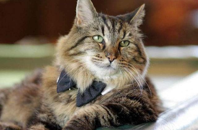 [FOTO] Aceasta este cea mai batrana pisica din lume. Are 26 de ani