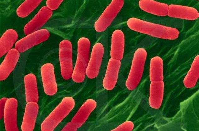 Iti poate pune viata in pericol! Tot ce trebuie sa stii despre infectia cu E.coli