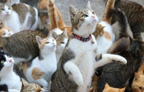  Foto  Pisicile de pe o insula japoneza au facut apel pentru mancare. Uite ce s-a intampla apoi