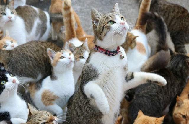 [FOTO] Pisicile de pe o insula japoneza au facut apel pentru mancare. Uite ce s-a intampla apoi