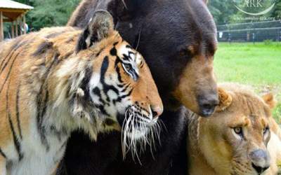 VIDEO  Prietenia inedita...