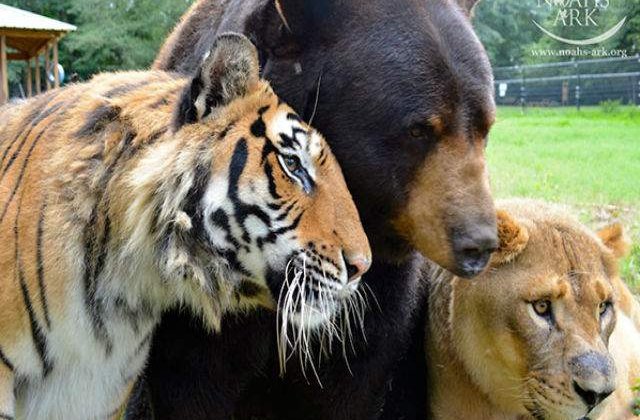 [VIDEO] Prietenia inedita dintre un leu, un tigru si un urs