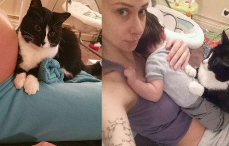  Foto  Aceasta pisica a avut grija de bebelus stapanei inca inainte de a se naste