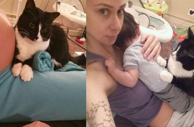 [FOTO] Aceasta pisica a avut grija de bebelus stapanei inca inainte de a se naste