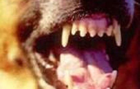 O fetita a murit sfasiata de maidanezi