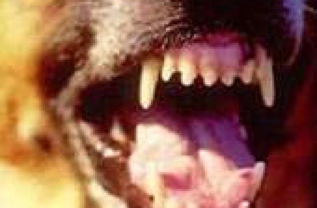 O fetita a murit sfasiata de maidanezi