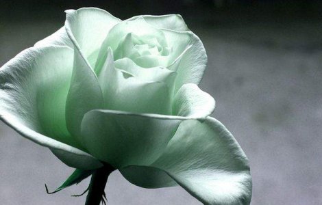  Top  Ziua Internationala a Femeii: Traditii si obiceiuri in diferite colturi ale lumii