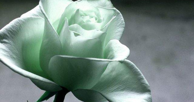  Top  Ziua Internationala a Femeii: Traditii si obiceiuri in diferite colturi ale lumii