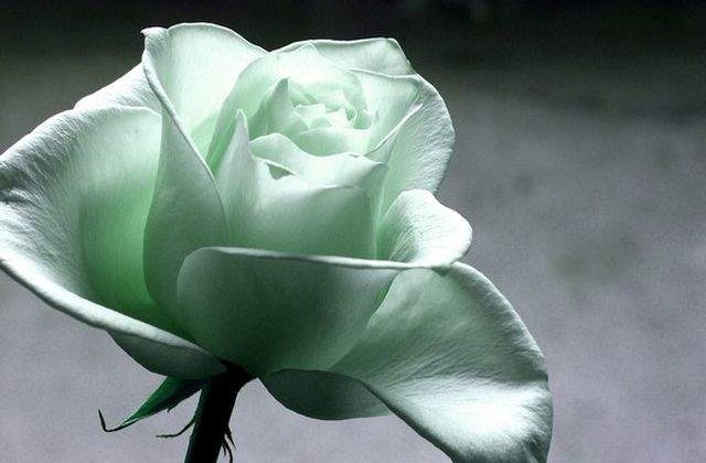 Ziua Internationala a Femeii: Traditii si obiceiuri in diferite colturi ale lumii