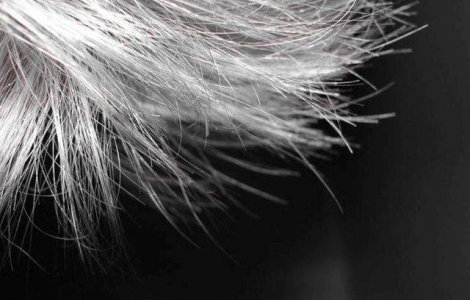 Au fost descoperite genele care provoaca incaruntirea parului