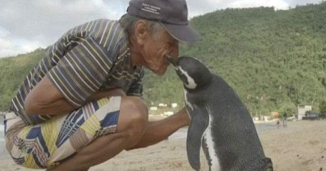 Un pinguin inoata 8000 km pe an pentru a-si vizita salvatorul