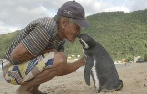 Un pinguin inoata 8000 km pe an pentru a-si vizita salvatorul