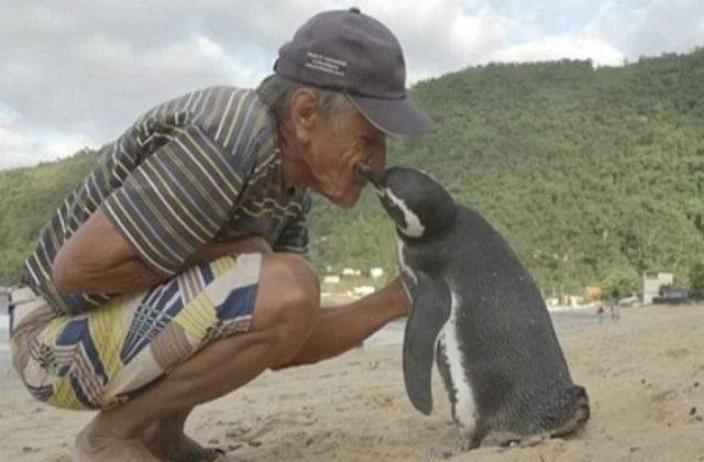 [VIDEO] Un pinguin inoata 8000 km pe an pentru a se intalni cu barbatul care i-a salvat viata