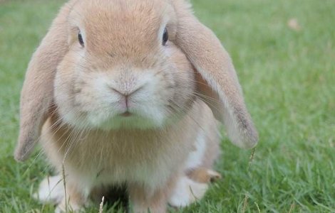  Top  Impulsioneaza stima de sine! Cei mai potriviti prieteni necuvantatori pentru copilul tau