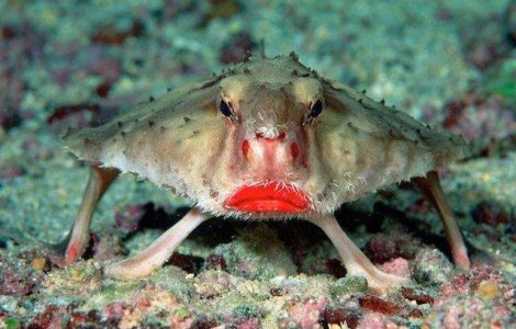  Top  Iti dau fiori! Cele mai BIZARE animale de pe fata pamantului